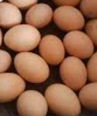 fertile eggs/chicks of golden buff hen available
