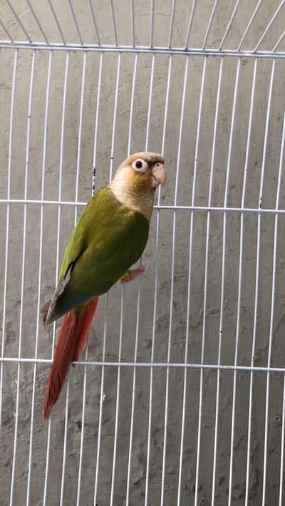 pineapple conure / Conure breeder female with DNA