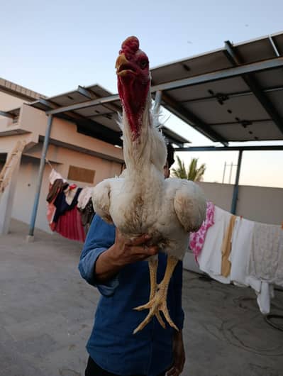 White pure shamo Guaranteed