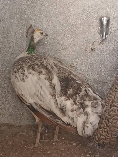 Breader female blak shoulder