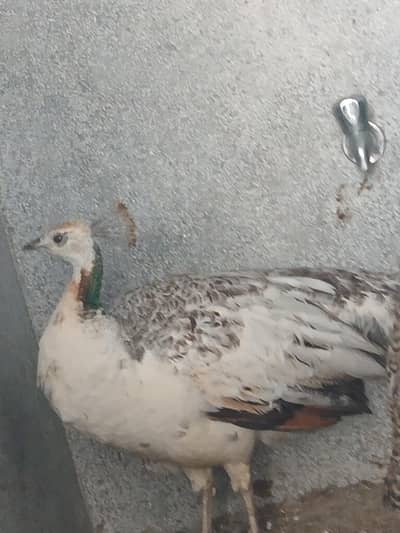 Breader female blak shoulder