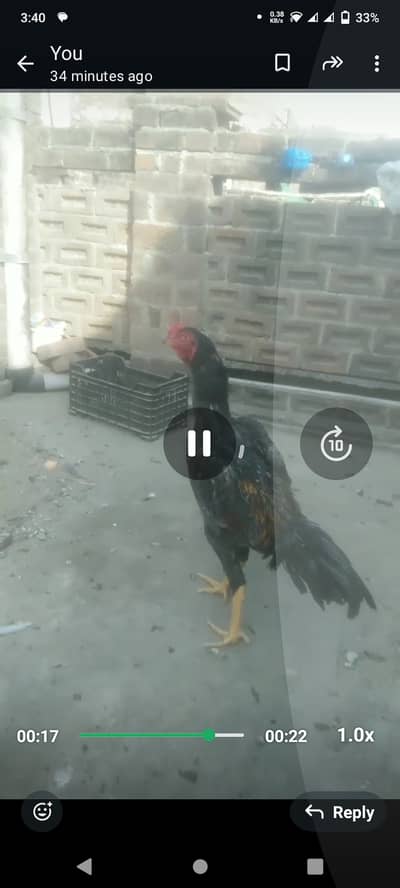 Shamu Cross For sale