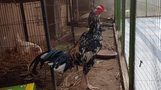 cheena Shera aseel aur thai cross Lakha peela