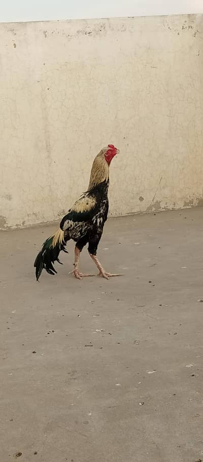 aseel murga 03197014699