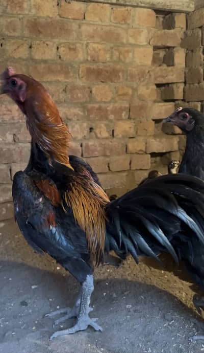 Thai Male Chick available (03144355835)