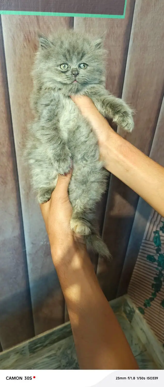 Fluffy kittens/ Cat babies/  Cute kittens — photo 2