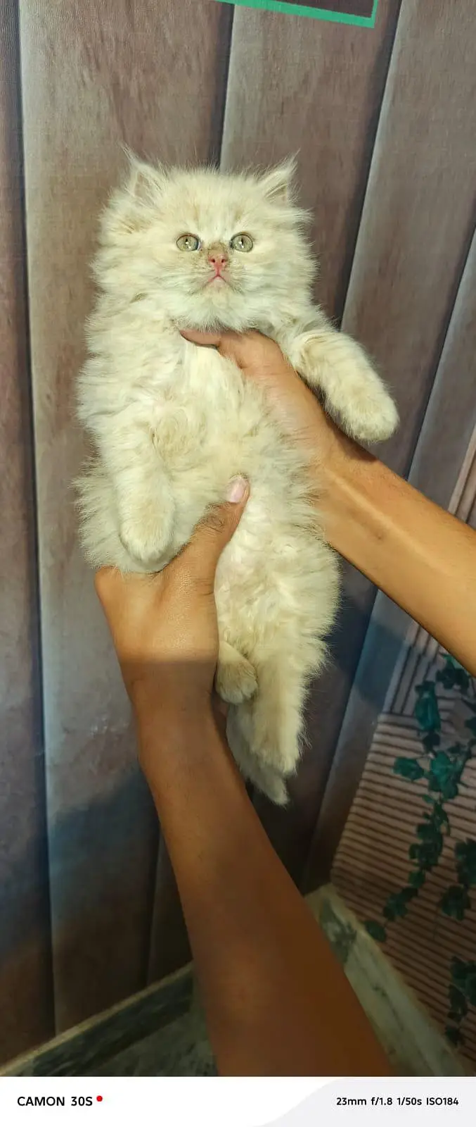 Fluffy kittens/ Cat babies/  Cute kittens — photo 3