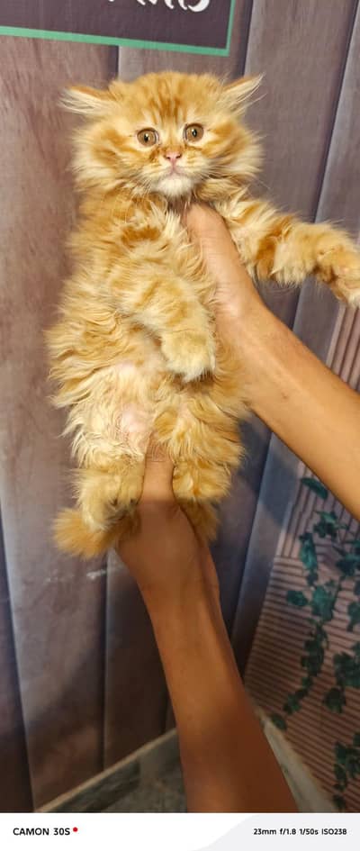 Fluffy kittens/ Cat babies/  Cute kittens
