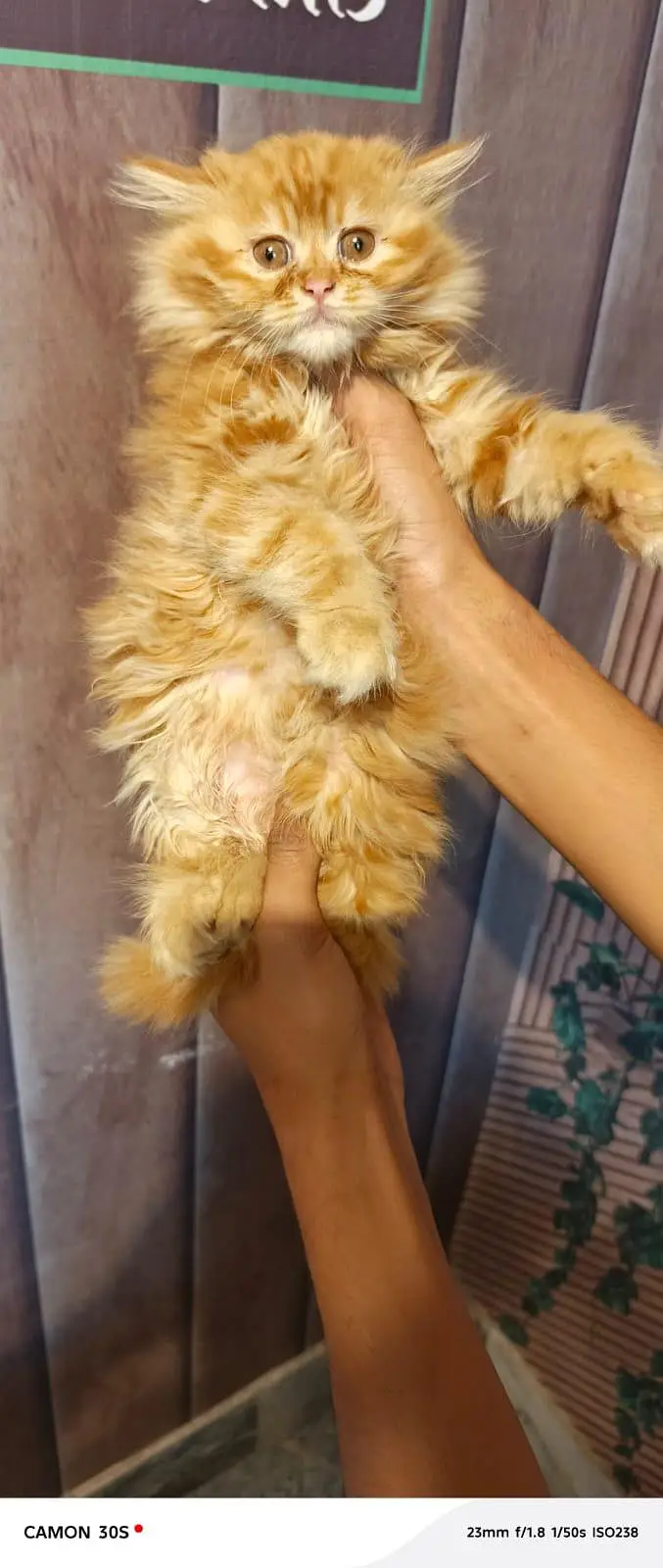 Fluffy kittens/ Cat babies/  Cute kittens