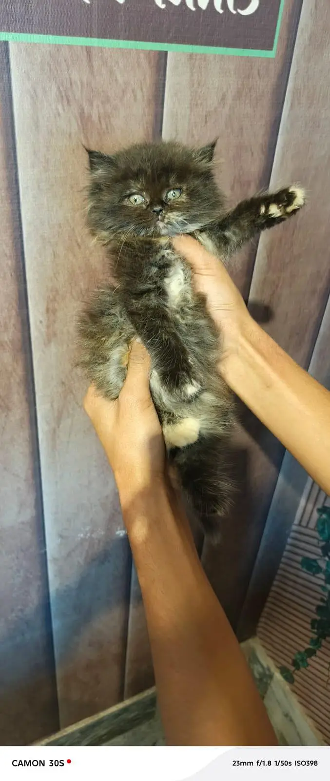 Fluffy kittens/ Cat babies/  Cute kittens — photo 4