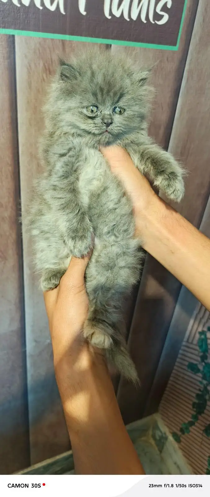 Fluffy kittens/ Cat babies/  Cute kittens — photo 5