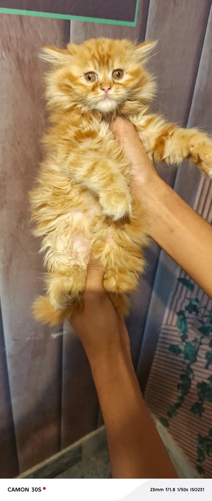 Fluffy kittens/ Cat babies/  Cute kittens — photo 6