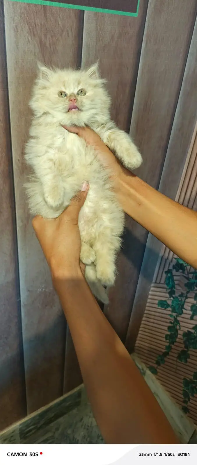Fluffy kittens/ Cat babies/  Cute kittens — photo 7
