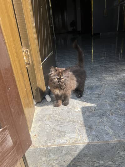 Persian kittens for sale