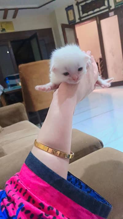 Persian cat kittens available for sale