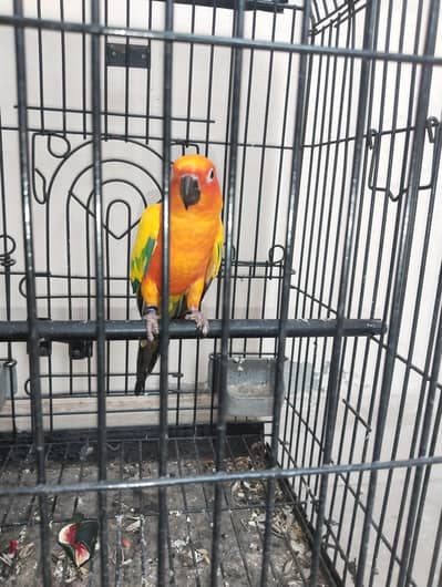 sunconure male available