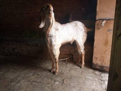 ALHAMDULILAH PURE DSEI BKRA