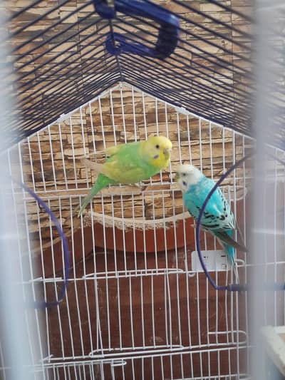 Beautiful Budgie pairs