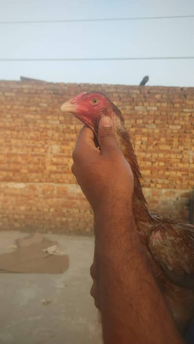 tirkish + japnees or ak turkish + burmi