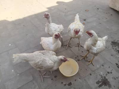 اصیل مرغا اور مرغیاں