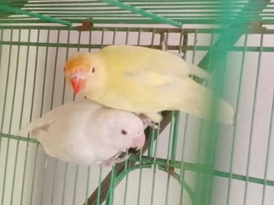 Lovebirds
