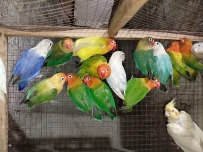 lovebird for sell price 3000 age 3 year