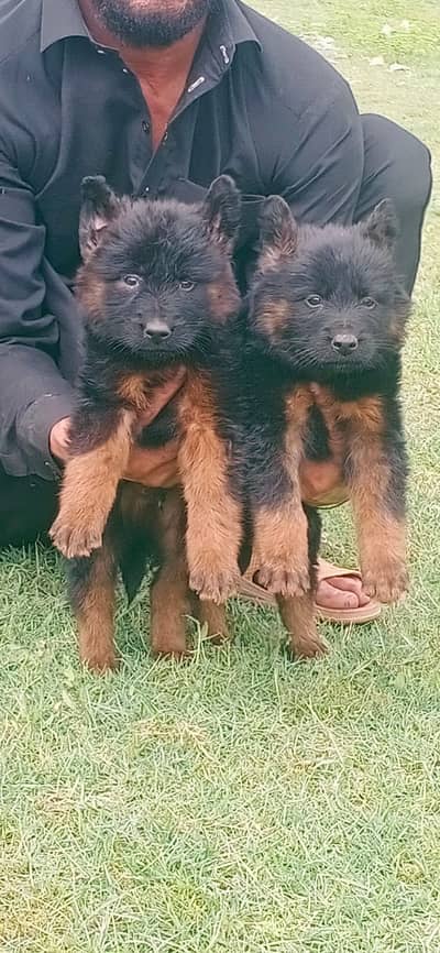German Shepherd  long caot pair for sale