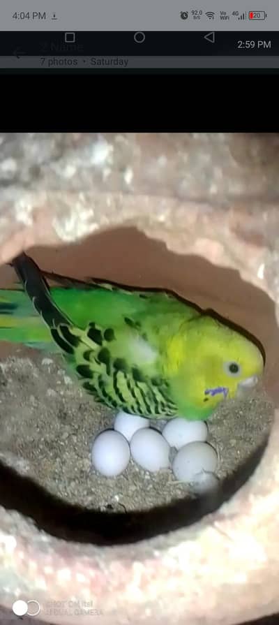 ghar ky pally huwy parrot