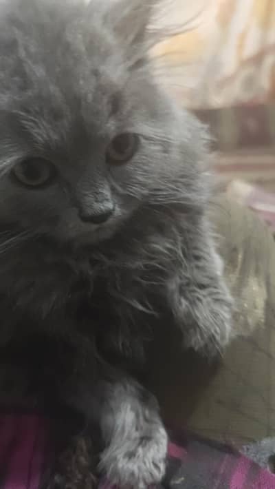 Persian kitten available for sale , cute doll face cat