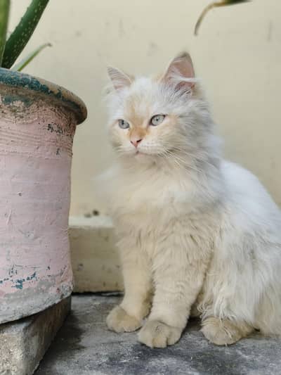 contact number 03152702624