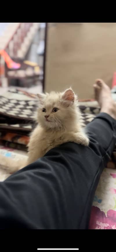 pure Persian triple coat kitten with home trained, fully friendly