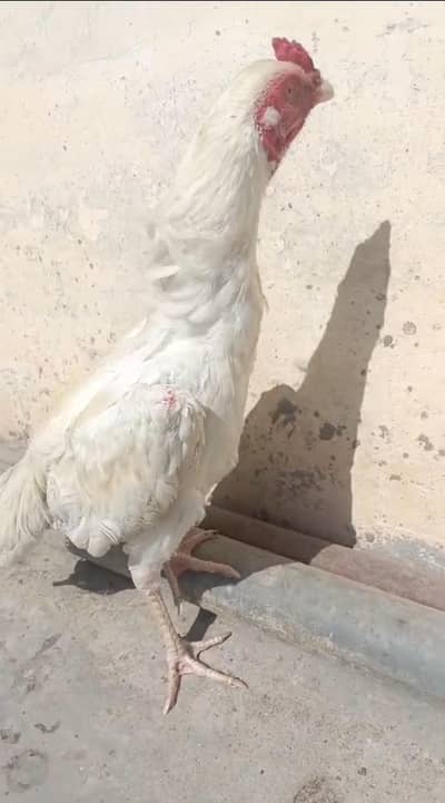 Heera patha for sale