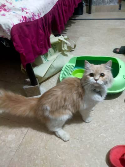 Persian Cat female for sale