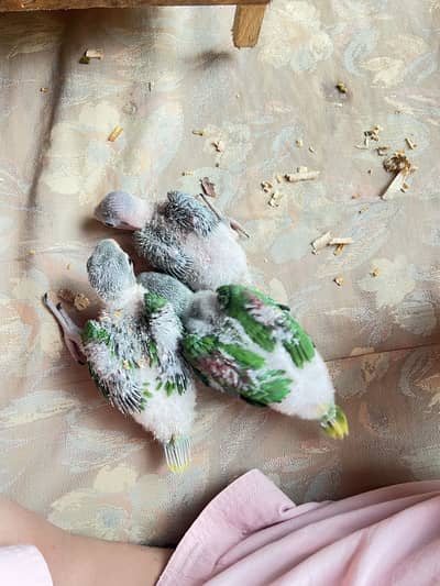 Raa chicks for tame and talking