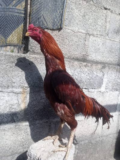 Hight Quality Aseel Murgha