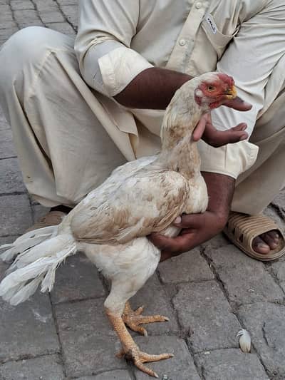 indian parrot beak |  parrot beak |  parrot beak aseel | aseel