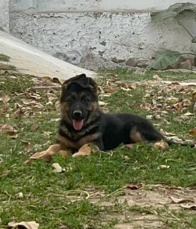 Pedigree German Shepherd Male / Female Puppy, GSD Puppy, Puppies
