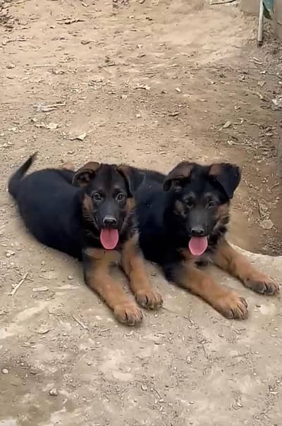 German Shepherd Puppies / German Shepherd /, GSD Puppy / Male & Female