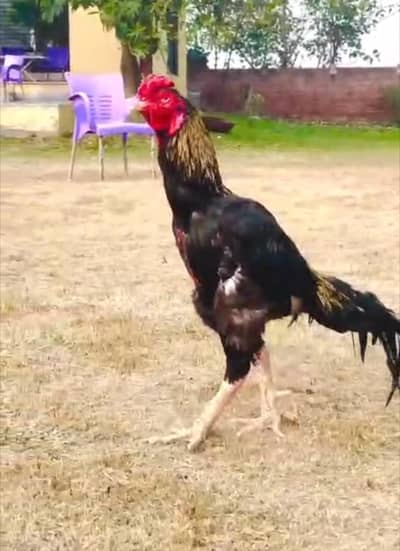 Pakistani old blood line