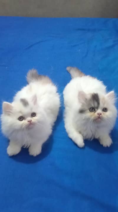 Persian kittens triple coat pair for sale contact whatsap 03278995700