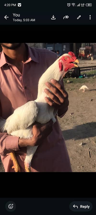 king o shamoo male for sale 100% pure hai