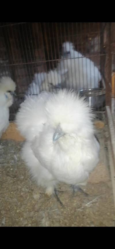 silkie