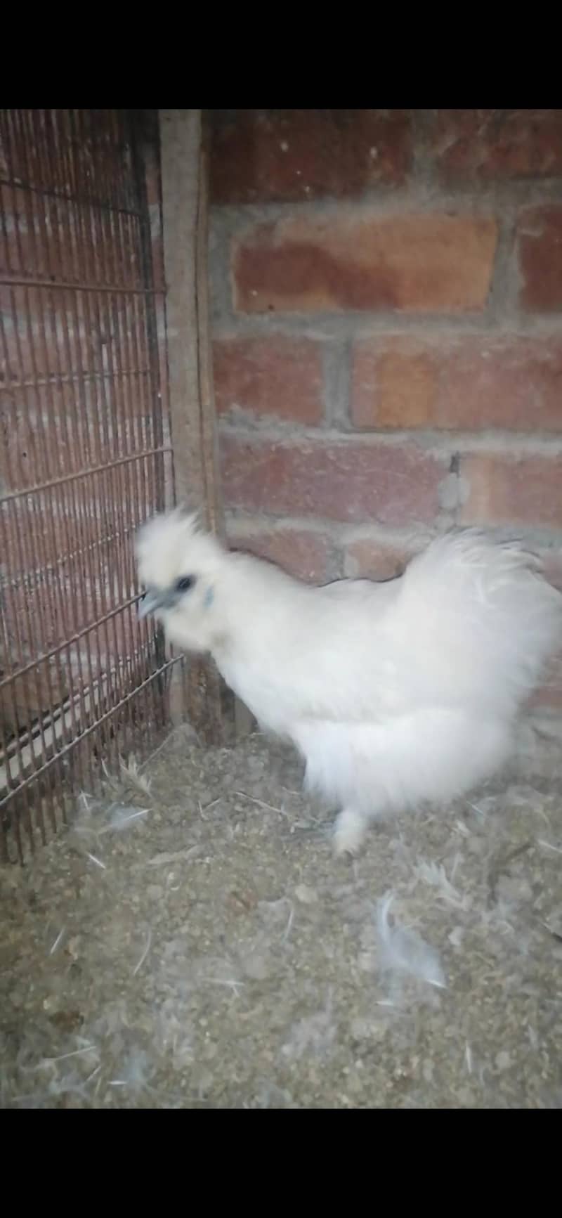 silkie 3