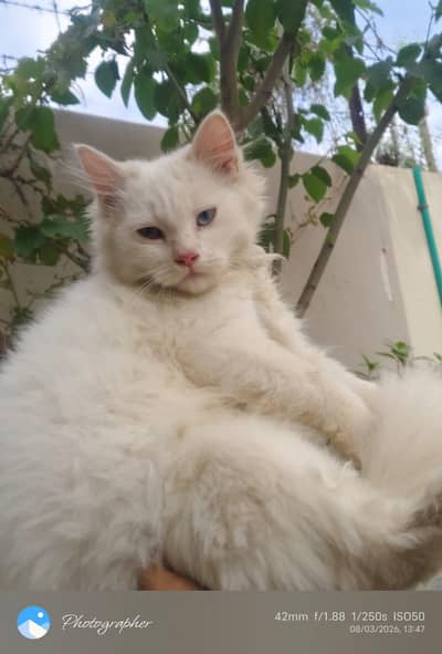 Odd Eyes Kitten 03051141169