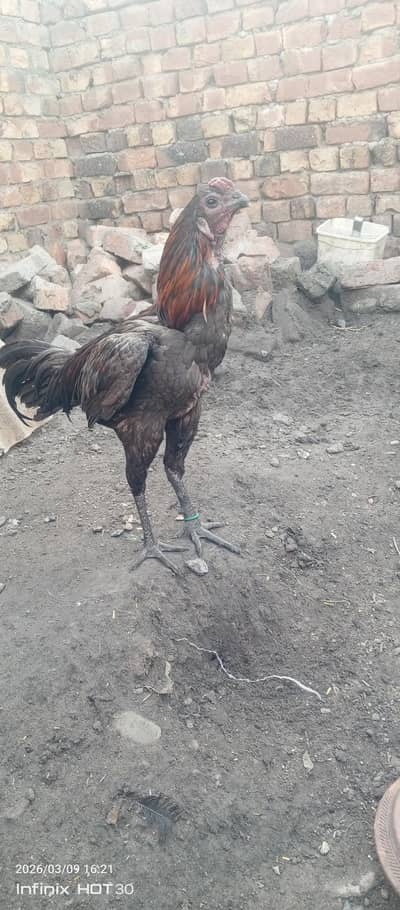 black dragon male female and chicks