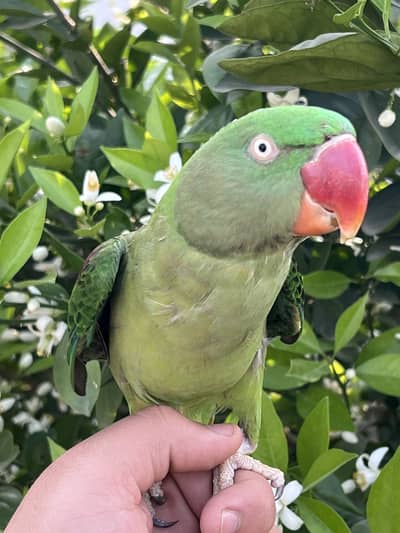 Raw parrot hand tame