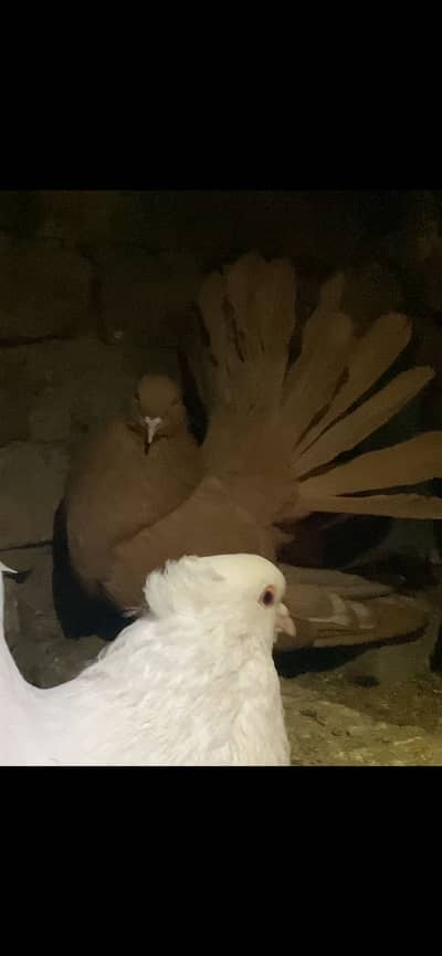 AMERICAN YELLOW BREEDER FEMALE FORSALE 03115733578 whatsapp rabta