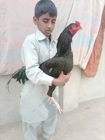 jis na lana ha rabta kry