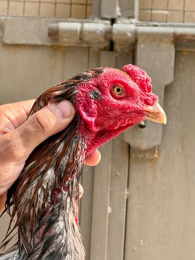 Aseel Thai | Thai Aseel Rooster / Aseel male