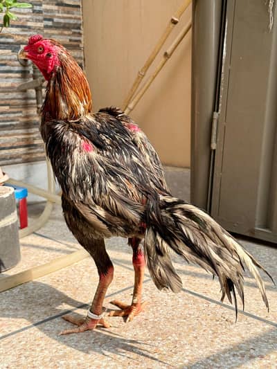 Aseel Thai | Thai Aseel Rooster / Aseel male